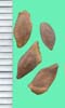 Abies spp.
