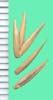 Agropyron desertorum