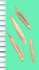 Agropyron fragile subsp. sibiricum