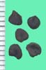 Agrostemma githago