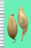Allium vineale