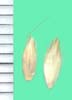 Alopecurus pratensis
