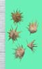 Ambrosia spp.
