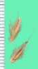 Andropogon hallii