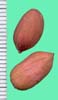 Arachis hypogaea