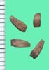 Arctium lappa