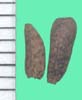 Arctium minus