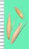 Arrhenatherum elatius