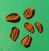 Asclepias syriaca