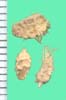 Atriplex canescens