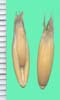Avena sativa