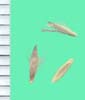 Bothriochloa ischaemum