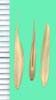Bromus catharticus