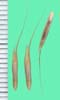 Bromus commutatus
