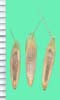 Bromus hordeaceus