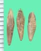 Bromus inermis subsp. inermis