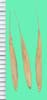 Bromus marginatus
