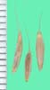 Bromus racemosus