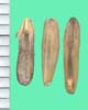 Bromus secalinus