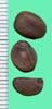 Calonyction muricatum
