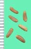 Carduus nutans