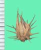 Cenchrus incertus