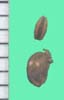 Cicuta maculata