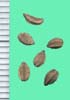 Conium maculatum