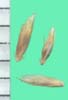 Deschampsia spp.