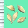Echinochloa crus-galli