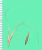 Elymus canadensis