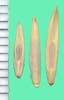 Elymus lanceolatus subsp. lanceolatus