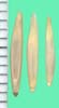 Elymus trachycaulus subsp. trachycaulus