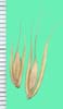 Elymus virginicus