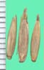 Elytrigia elongata