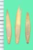 Elytrigia repens