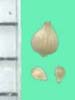 Fimbristylis spp.