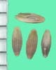 Glyceria grandis