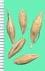Hordeum vulgare subsp. vulgare