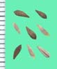 Lactuca sativa