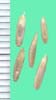 Lolium perenne