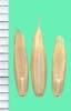 Lolium persicum
