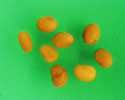 Medicago lupulina