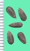 Onopordum acanthium