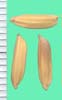 Oryza sativa