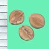 Paspalum laeve