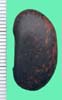 Phaseolus coccineus