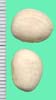 Phaseolus lunatus
