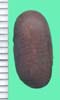 Phaseolus vulgaris