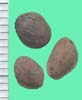 Pinus spp.